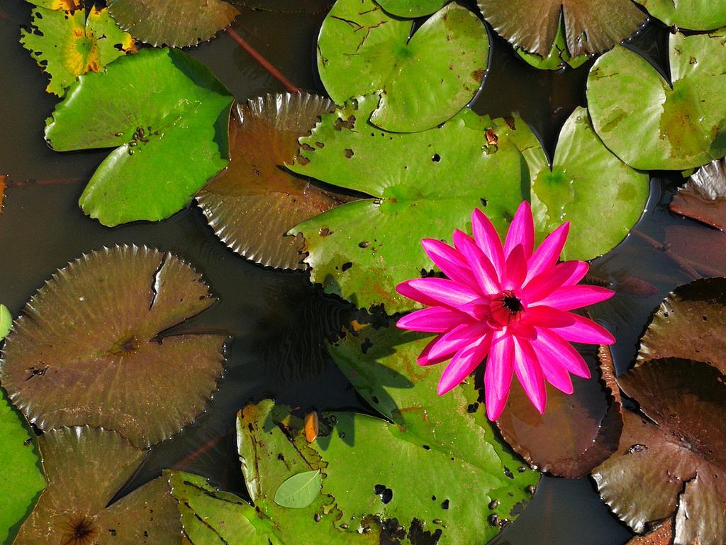 Nisarga Nirvana River House Mangalore Luaran gambar