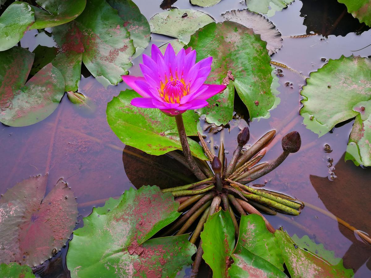 Nisarga Nirvana River House Mangalore Luaran gambar